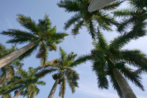 palm trees